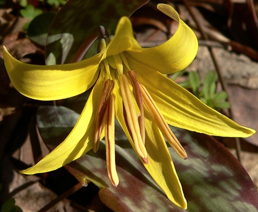 {Erythronium americanum ssp. harperi}
